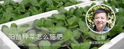 阳台种菜怎么施肥