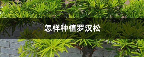 怎样种植罗汉松（养殖方法和注意事项）