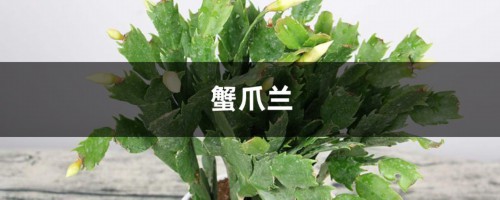 蟹爪兰朱顶红……一年开花3、4次，咋做到的？