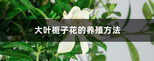 大叶栀子花的养殖方法