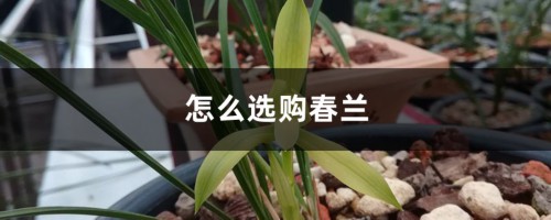 怎么选购春兰